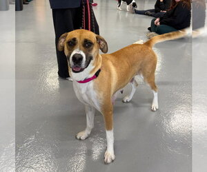 Anatolian Shepherd Dogs for adoption in Gilberts, IL, USA