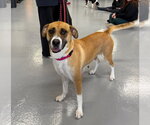Small Anatolian Shepherd