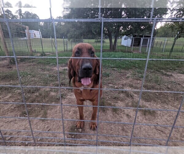 Medium Photo #1 Bloodhound Puppy For Sale in SALEM, IN, USA