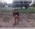 Small Photo #1 Bloodhound Puppy For Sale in SALEM, IN, USA