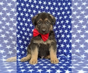 German Shepherd Dog Puppy for sale in KIRKWOOD, PA, USA