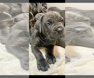 Cane Corso Puppy for sale in PORTER RANCH, CA, USA