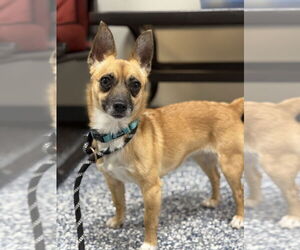 Chiweenie Dogs for adoption in Bemidji, MN, USA
