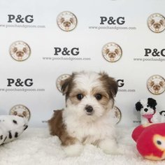 Morkie Puppy for sale in TEMPLE CITY, CA, USA