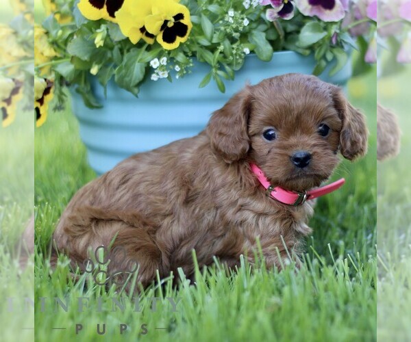 Medium Photo #3 Cavapoo (Miniature) Puppy For Sale in QUARRYVILLE, PA, USA