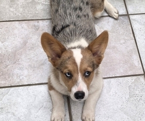 Pembroke Welsh Corgi Puppy for sale in MILTON, WI, USA