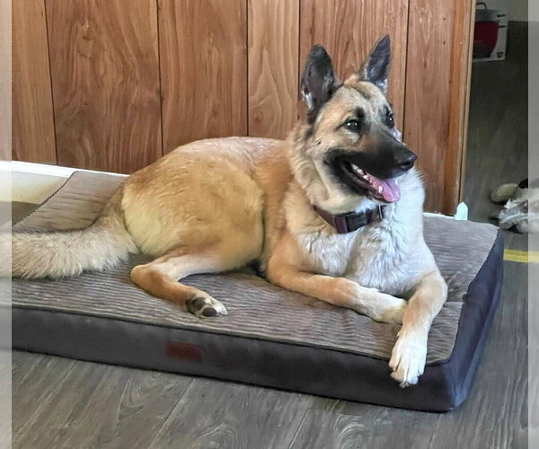 Medium Photo #1 German Shepherd Dog-Unknown Mix Puppy For Sale in Imlay City, MI, USA