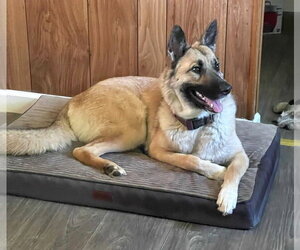 German Shepherd Dog-Unknown Mix Dogs for adoption in Imlay City, MI, USA