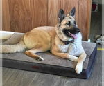 Small German Shepherd Dog Mix
