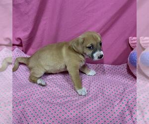Australian Shepherd-Unknown Mix Dogs for adoption in Modesto, CA, USA