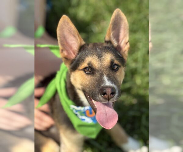 Medium Photo #3 Siberian Husky Puppy For Sale in San Leon, TX, USA