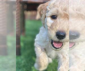 Goldendoodle Puppy for sale in COOPER CITY, FL, USA