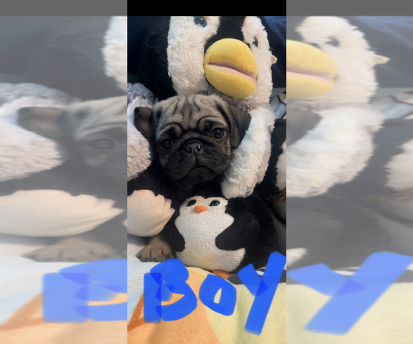 Medium Photo #10 Pug Puppy For Sale in FREDERICKSBURG, VA, USA