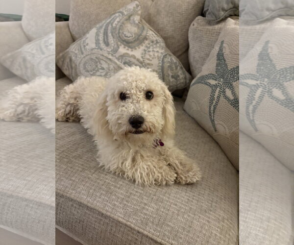 Medium Photo #3 Poodle (Miniature)-Unknown Mix Puppy For Sale in Corona, CA, USA