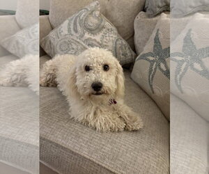 Lucy - Female Poodle (Miniature)-Unknown Mix Dog for Adoption - Photo #3