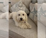 Small Photo #3 Poodle (Miniature)-Unknown Mix Puppy For Sale in Corona, CA, USA