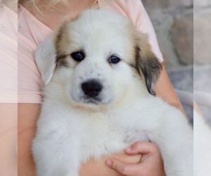 Great Pyrenees Puppy for sale in DENVER, PA, USA