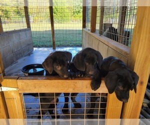 Labrador Retriever Puppy for sale in KEYSVILLE, GA, USA