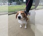 Small #1 Beagle