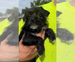 Small Photo #3 Mutt Puppy For Sale in Grafton, WI, USA