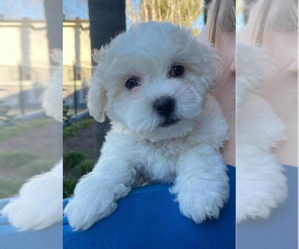 Medium Photo #2 Zuchon Puppy For Sale in SAN DIEGO, CA, USA