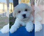 Small Photo #2 Zuchon Puppy For Sale in SAN DIEGO, CA, USA