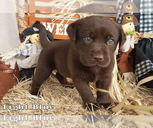 Labrador Retriever Puppy for Sale in LONE OAK, Texas USA