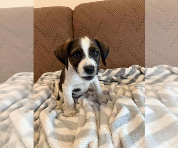 Medium Photo #2 Boxer-Unknown Mix Puppy For Sale in Tampa, FL, USA