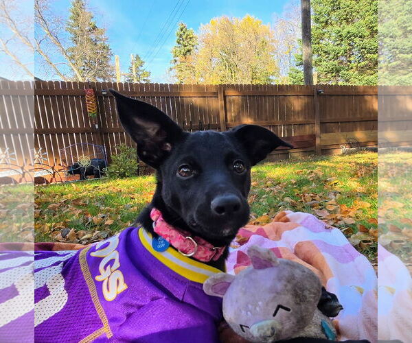 Medium Photo #15 Mutt Puppy For Sale in Fargo, ND, USA