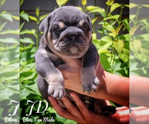 Bulldog Puppy for sale in DUMAS, TX, USA
