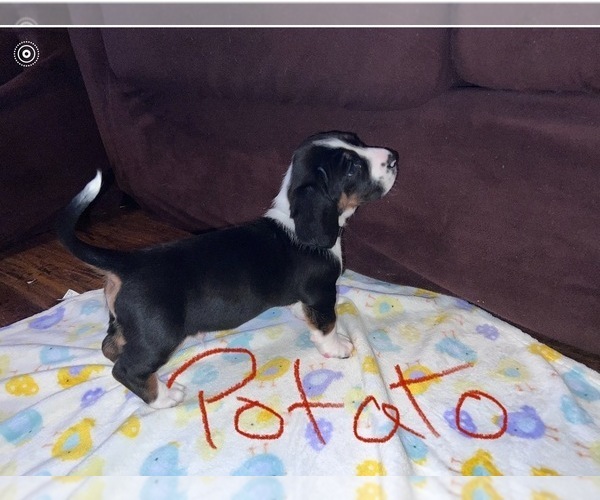Medium Photo #3 Basset Hound Puppy For Sale in VANCOUVER, WA, USA