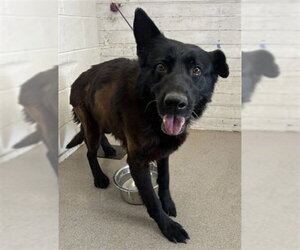 German Shepherd Dog-Unknown Mix Dogs for adoption in San Bernardino, CA, USA