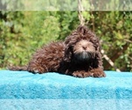 Small #24 ShihPoo