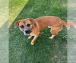 Small #1 Beagle Mix