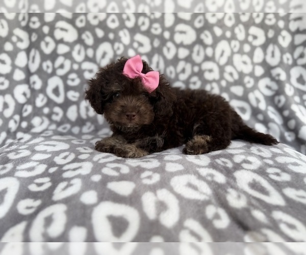 Medium Photo #3 Cock-A-Poo Puppy For Sale in LAKELAND, FL, USA