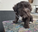 Small #7 Havanese