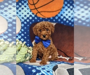 Goldendoodle (Miniature) Puppy for sale in NOTTINGHAM, PA, USA