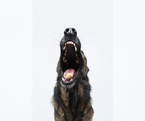 Mila - Female German Shepherd Dog Dog for Adoption - Photo #7