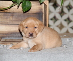 Small #2 Labrador Retriever