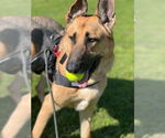 Small #3 German Shepherd Dog Mix