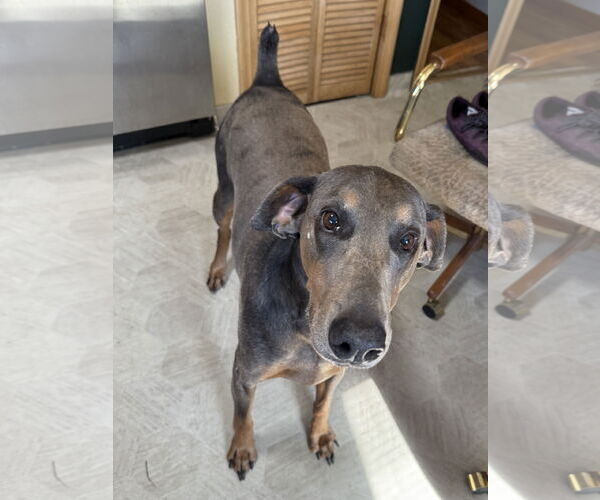 Medium Photo #2 Doberman Pinscher Puppy For Sale in Minneaoplis, MN, USA