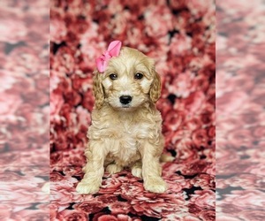 Goldendoodle-Poodle (Miniature) Mix Puppy for sale in KIRKWOOD, PA, USA
