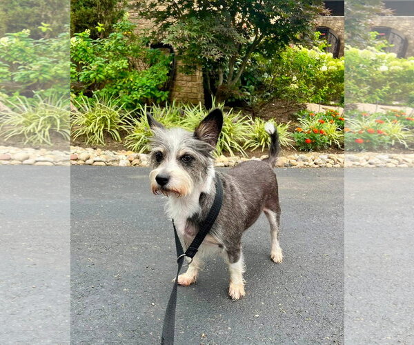 Medium Photo #3 Miniature Schnauzer-Unknown Mix Puppy For Sale in Germantown, OH, USA