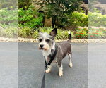 Small #2 Miniature Schnauzer Mix