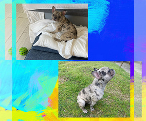 Father of the French Bulldog puppies born on 04/22/2025