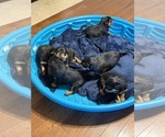 Small #2 Rottweiler