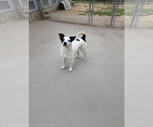 Canaan Dog-Unknown Mix Dogs for adoption in Maquoketa, IA, USA