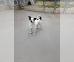 Small Photo #1  Puppy For Sale in , 