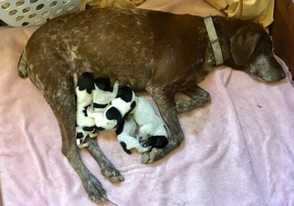 Mother of the German Shorthaired Pointer puppies born on 04/28/2017
