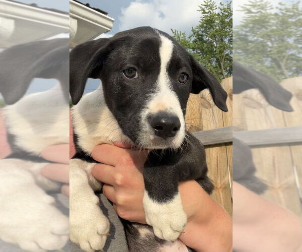 Medium Photo #2 Australian Shepherd-Great Pyrenees Mix Puppy For Sale in Aurora, IN, USA